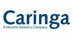 CARINGA